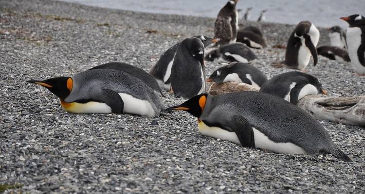 Antarctique classique en profondeur - G Adventures 4
