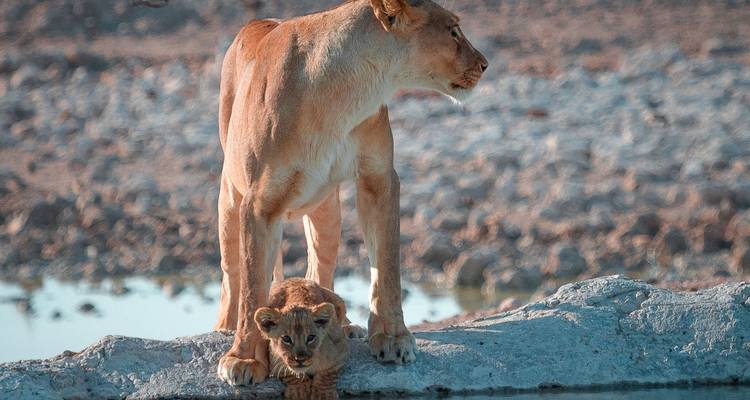 Leona con cachorro cerca de un abrevadero.