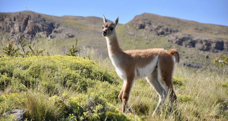 L'essentiel de la Patagonie - OneSeed Expeditions 10