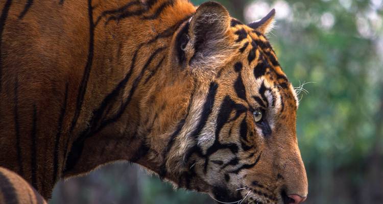 Triangle d'or avec Ranthambore - Safari dans la jungle et Rishikesh spirituelle - GeTS Holidays 2