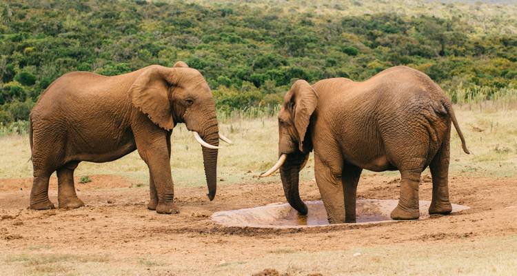 South African Explorer - Circuit Premium en petit groupe 2025 - Nomad Africa Adventure Tours 4