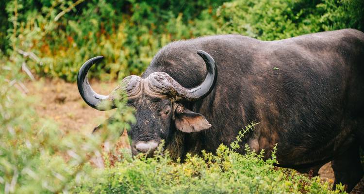 South African Explorer - Circuit Premium en petit groupe 2025 - Nomad Africa Adventure Tours 9