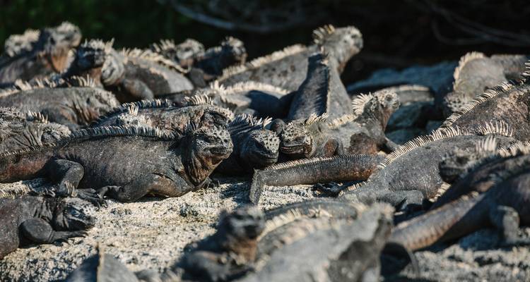 Absolute Galapagos (Grand Daphne) - Intrepid Travel 5