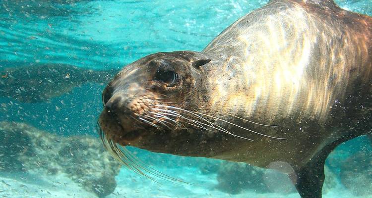 Galapagos Explorer: Southern Islands (Grand Queen Beatriz) - Intrepid Travel 1