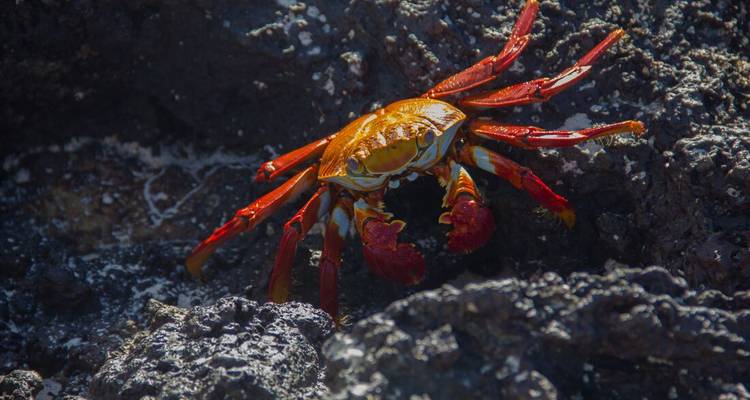 Bright red Sally Lightfoot crab perched on dark volcanic rock in the Galapagos.