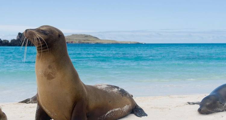 Single sea lion posing proudly on a pristine beach with vivid blue sea and distant rocky islet.