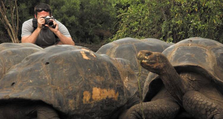 Traveller crouches with a camera to photograph giant Galapagos tortoises in lush surroundings.