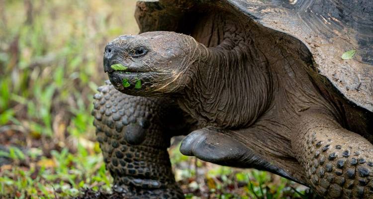 Close-up of a giant tortoise chewing green leaves with muddy, textured shell detail.