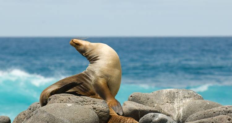 Galápagos classiques : Îles centrales australes - Grand Queen Beatriz - Intrepid Travel 5