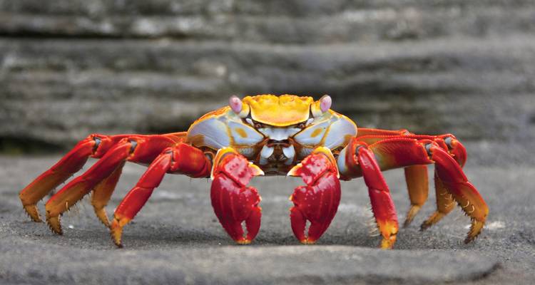 Encuentro en Galápagos: islas australes - gran Reina Beatriz - Intrepid Travel 5
