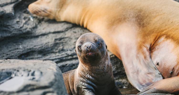 Encuentro en Galápagos: islas australes - gran Reina Beatriz - Intrepid Travel 2