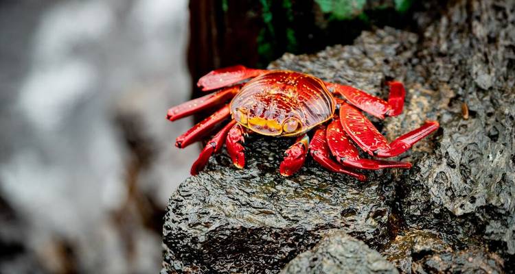 A la rencontre des Galápagos : Îles du Sud - Grand Queen Beatriz - Intrepid Travel 10