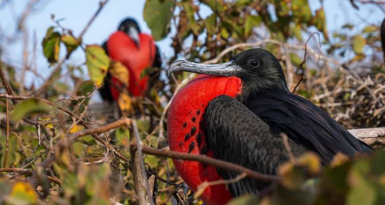 Fragatas con plumaje rojo y negro descansando en los arbustos.