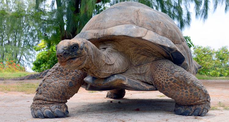 Encuentro en Galápagos: islas australes - gran Reina Beatriz - Intrepid Travel 3