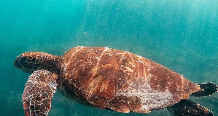 Galapagos Encounter: Central Islands (Grand Queen Beatriz) - Intrepid Travel 4
