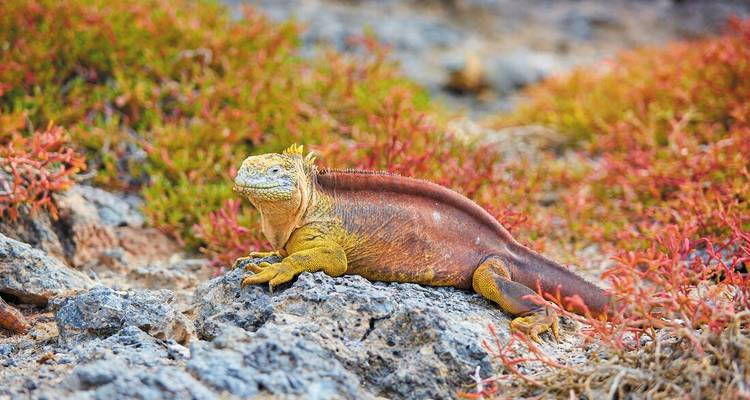 Galapagos Encounter: Central Islands (Grand Queen Beatriz) - Intrepid Travel 6