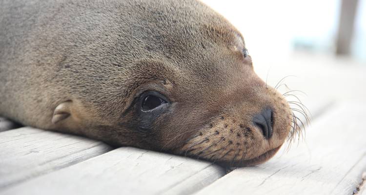 Explorador de Galápagos: islas centrales - gran Reina Beatriz - Intrepid Travel 1