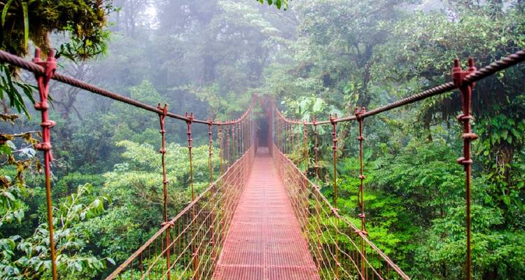 Pont suspendu dans une forêt tropicale brumeuse.