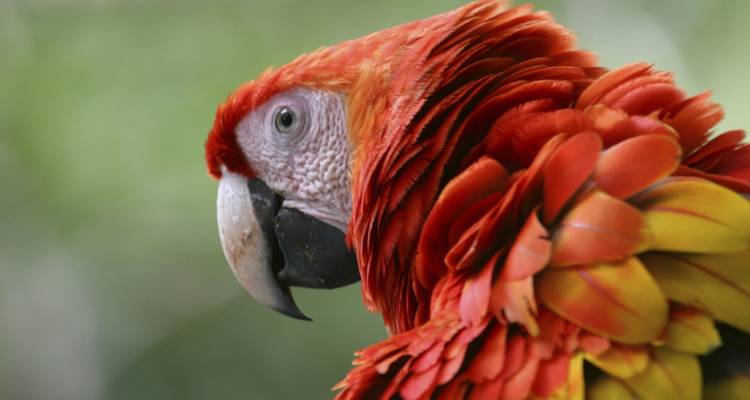 Playas y naturaleza con Santa Teresa - Destination Services Costa Rica 2