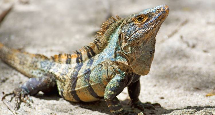 Caribbean to Pacific - Destination Services Costa Rica 4
