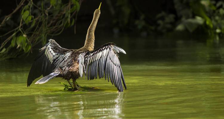 Oiseau ressemblant à un cormoran s'étirant les ailes à la surface de l'eau verte