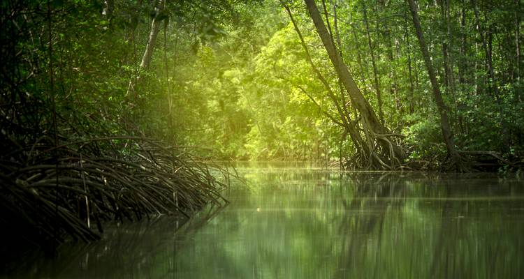 Canal de manglares verdes con raíces y reflejos en aguas tranquilas