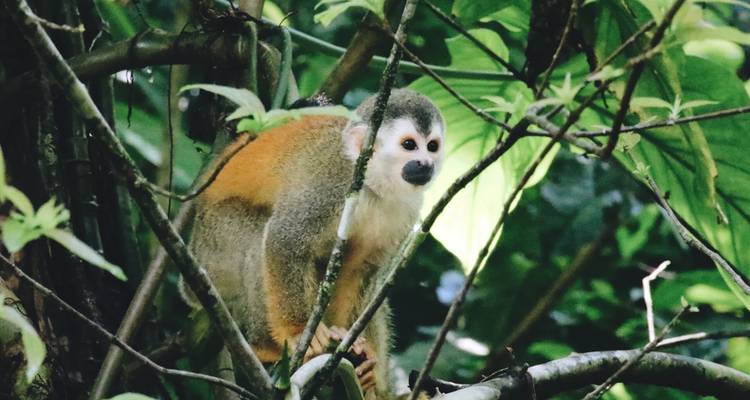 Singe assis dans un arbre dans une forêt luxuriante.