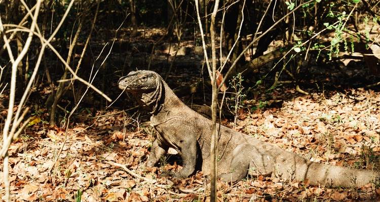 Excursion sur l'île de Komodo - TruTravels 4