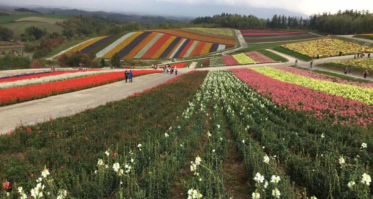 Hokkaido: El Paso de las Hojas - 8 Días - Supera Tours 10