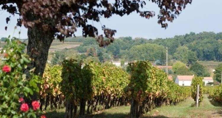 New Year in the Bordeaux region (port-to-port cruise) - CroisiEurope River Cruises 4