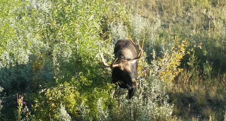 8 Day Grand Teton & Yellowstone Explorer - Southwest Adventure Tours 8