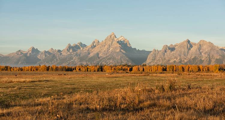 Chaîne de montagnes du Grand Teton s'élevant au-dessus des arbres dorés d'automne et d'une prairie ouverte.