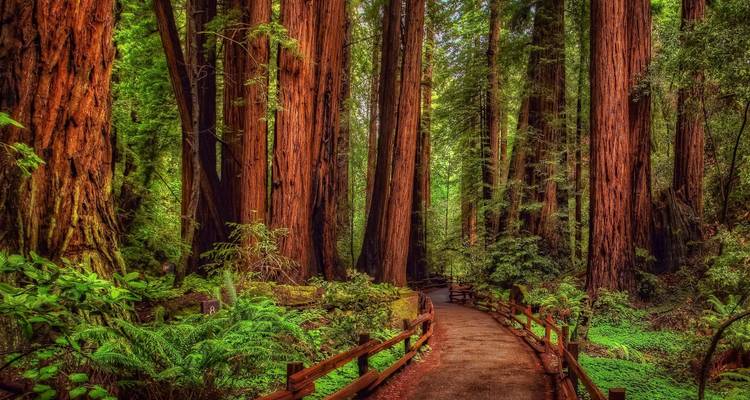 Yosemite, Sequoia, & California Coast - Southwest Adventure Tours 1