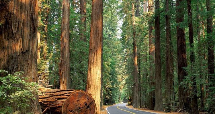 Yosemite, Sequoia, & California Coast - Southwest Adventure Tours 9