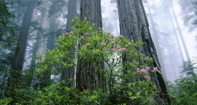 Forêt couverte de brume avec de grands arbres et des fleurs en fleurs.