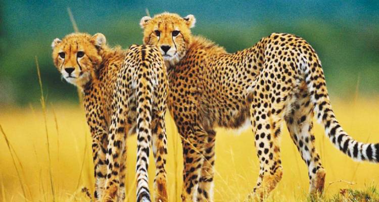 Stel cheetahs die oplettend staan in het hoge gouden gras van de Afrikaanse savanne.
