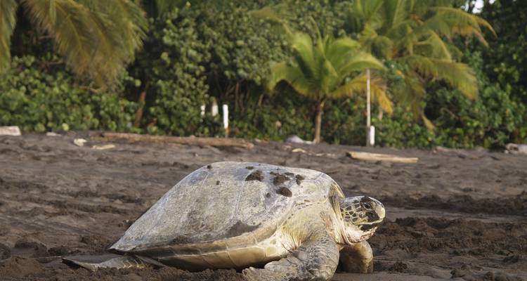 Costa Rica - La Iniciativa Tortuga Marina - Discover Corps 1