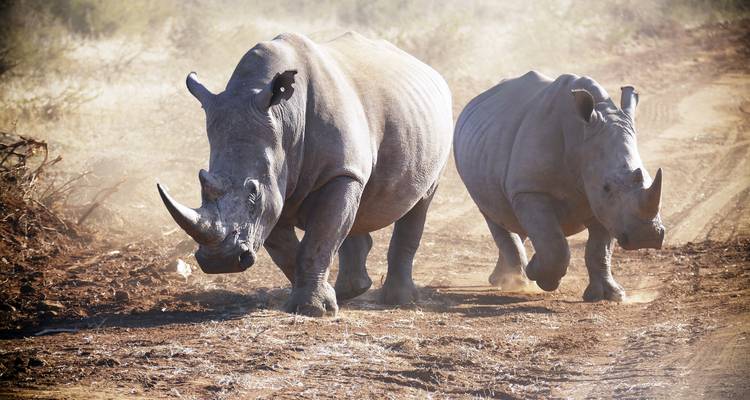 Tanzania – Safari & Service - Discover Corps 10