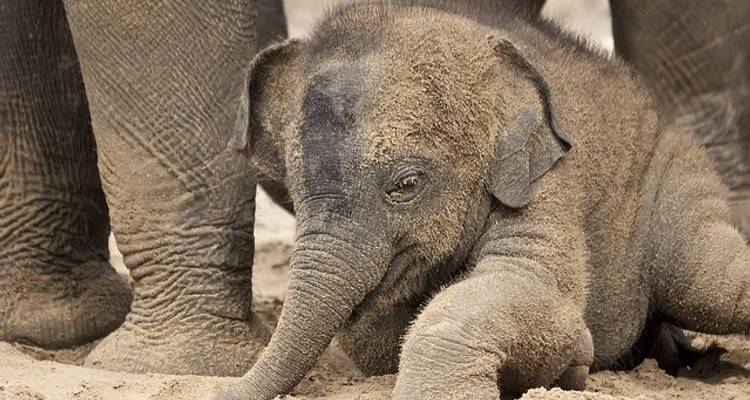 Thaïlande - L'expérience de l'éléphant - Discover Corps 2