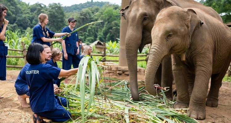 Thaïlande - L'expérience de l'éléphant - Discover Corps 10