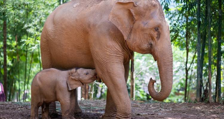 Un elefante adulto y una cría de elefante en un entorno natural y exuberante.