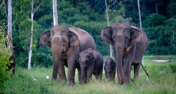 Thaïlande - L'expérience de l'éléphant - Discover Corps 6