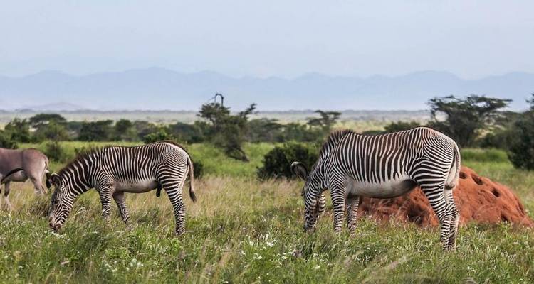 Kenya - Safari et conservation - Discover Corps 9