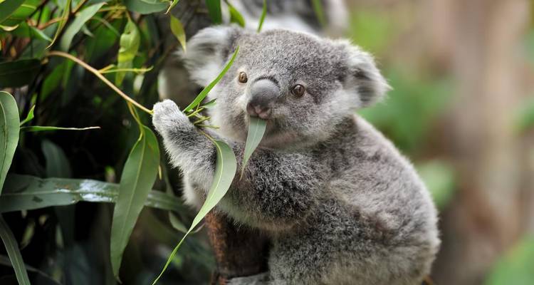 Australia – Beachside Wildlife Adventure - Discover Corps 7