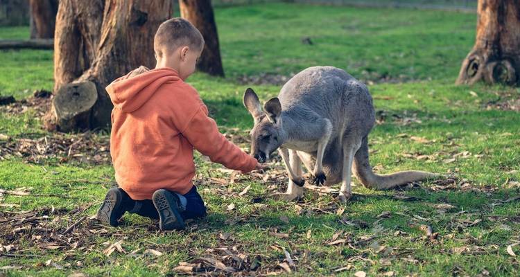 Australia – Beachside Wildlife Adventure - Discover Corps 4