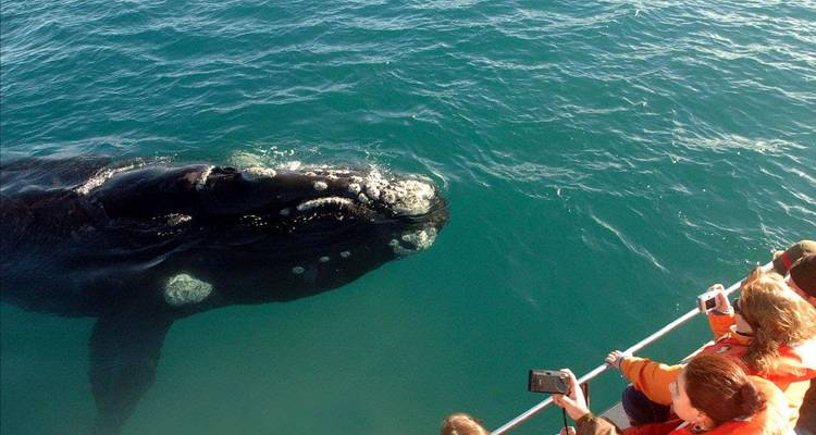 Best of Puerto Madryn in 3 nights - Milhouse Cusco Tours 4