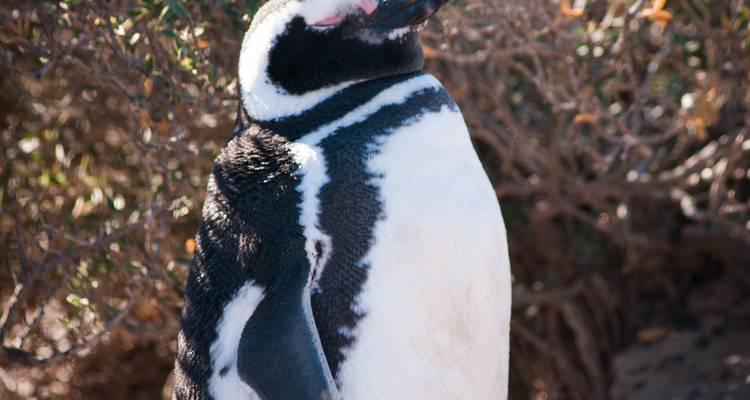 Close-up van een pinguïn die op rotsachtig terrein staat.