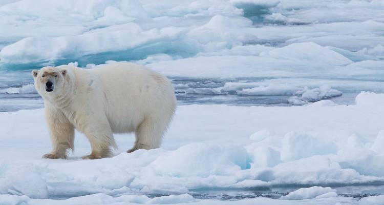 Un ours polaire solitaire se tient en alerte sur un champ de banquise brisée.