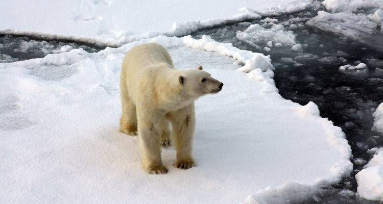Ours polaire debout sur la neige fraîche bordée par les fissures sombres de la banquise.