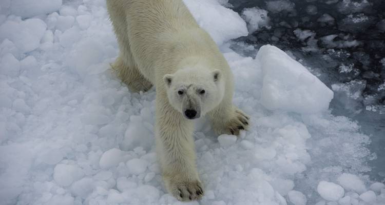 Gros plan d'un ours polaire étirant sa patte sur la glace de mer craquante.